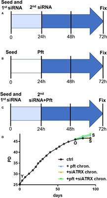 Effects of p53 and ATRX inhibition on telomeric recombination in aging fibroblasts